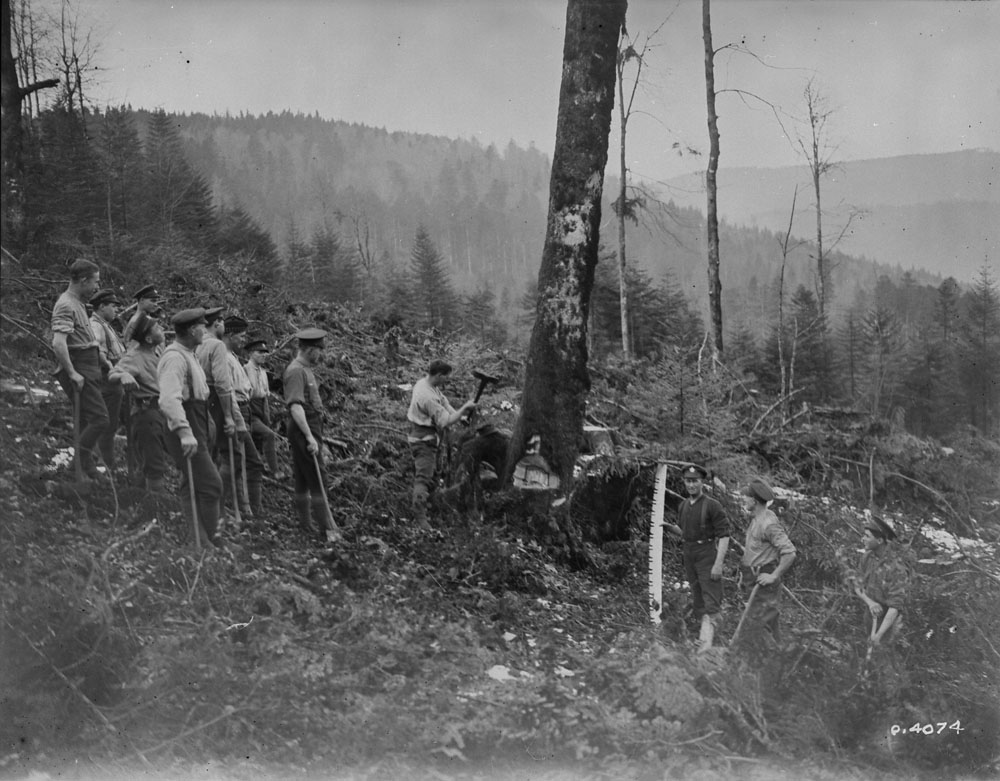 The Canadian Forestry Corps felling a tree. February, 1919